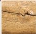 pale oak character